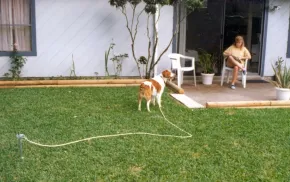A dog on a long leash stands in a green yard, looking toward a person sitting on a patio chair, suggesting a relaxed outdoor scene.