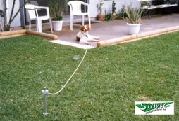 A dog relaxes on a grassy lawn, leashed to a stake. Two white chairs are visible in the background, suggesting a casual outdoor setting.