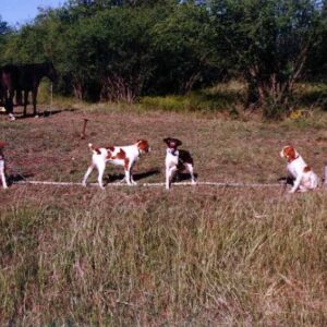 Four dogs are standing in a grassy field, with a horse tethered in the background among bushes. The scene highlights rural animal life.