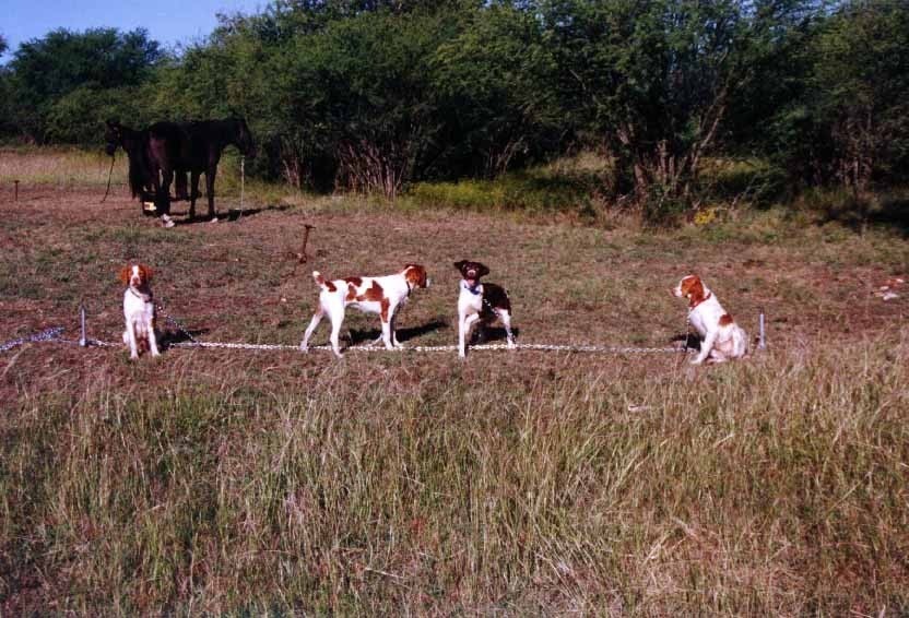 Four dogs are standing in a grassy field, with a horse tethered in the background among bushes. The scene highlights rural animal life.