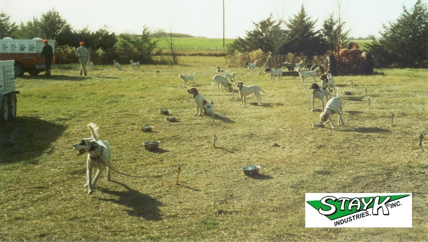 Dogs are gathered in an open field, some on leashes and others exploring their surroundings, with bowls nearby. Two people are in the background.