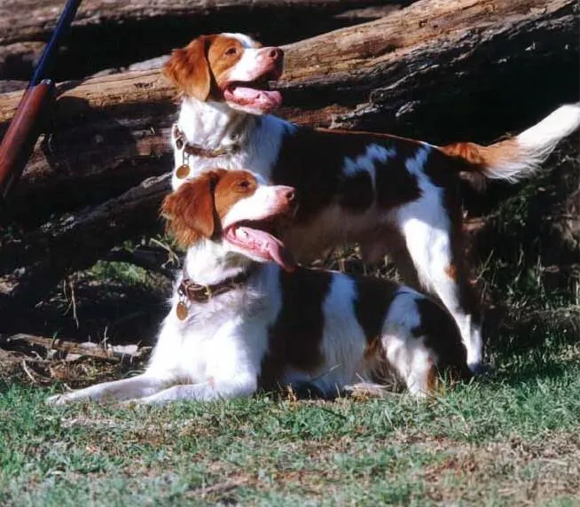 Two friendly Brittany Spaniels, one sitting and one standing, pose outdoors with a hunting rifle leaning against a log in the background.