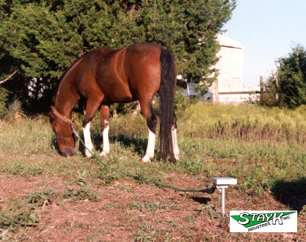 Brown horse grazing on grass, tethered to a post with a stay cord, in a green field surrounded by bushes and a distant building.