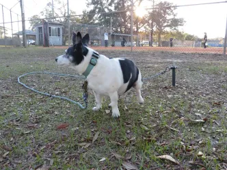 A small black-and-white dog stands on grass, tethered by a leash. In the background, people play at a park, enhancing the outdoor setting.