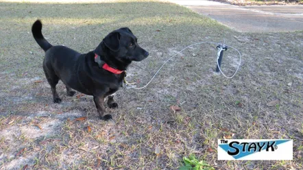 A black dog with a red collar stands on grass beside a retractable leash holder, demonstrating easy outdoor pet management.