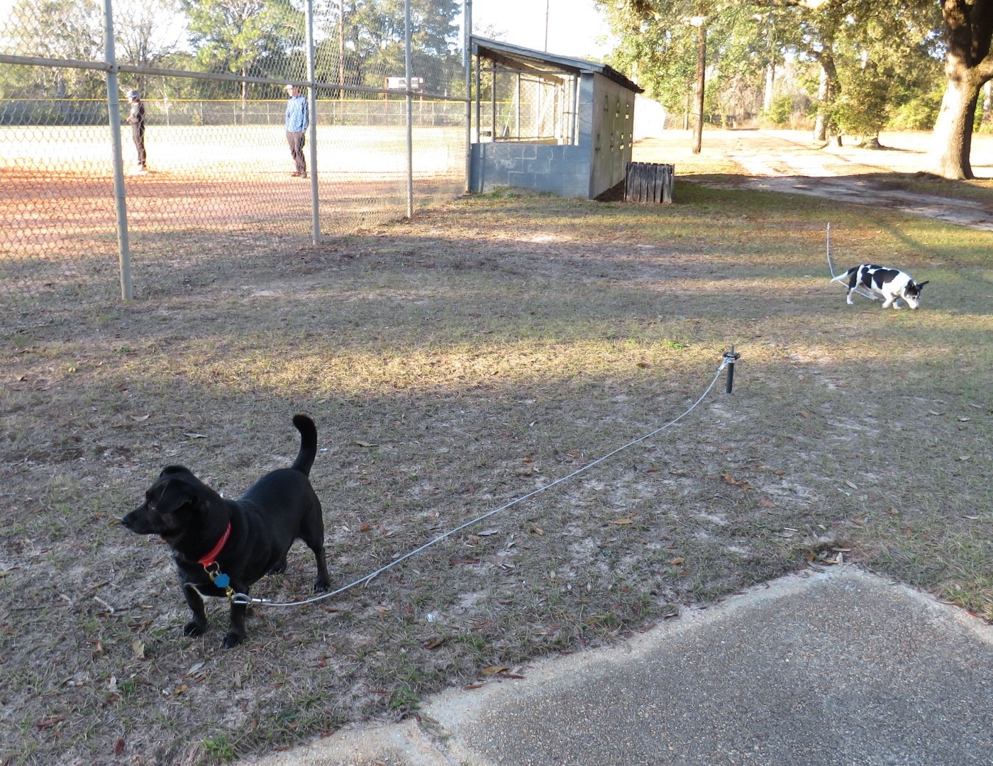 Two dogs on leashes in a grassy area near a baseball field, with people visible in the background. The scene reflects leisure and companionship.