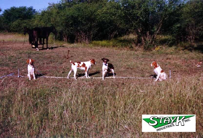 Four dogs are standing on a grassy field, with a horse in the background. The dogs appear attentive, possibly in a training or working context.