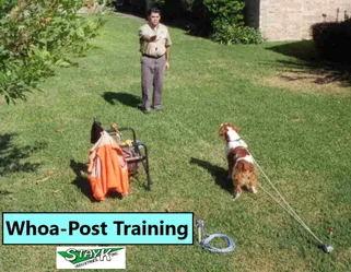A trainer demonstrates "Whoa-Post Training" with a dog in a grassy yard, using equipment to guide the process.